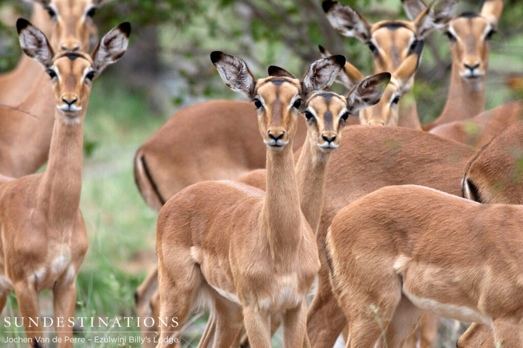 A curious herd of impala make for a fantastic photo as they all pay attention to the photographer A curious herd of impala make for a fantastic photo as they all pay attention to the photographer
