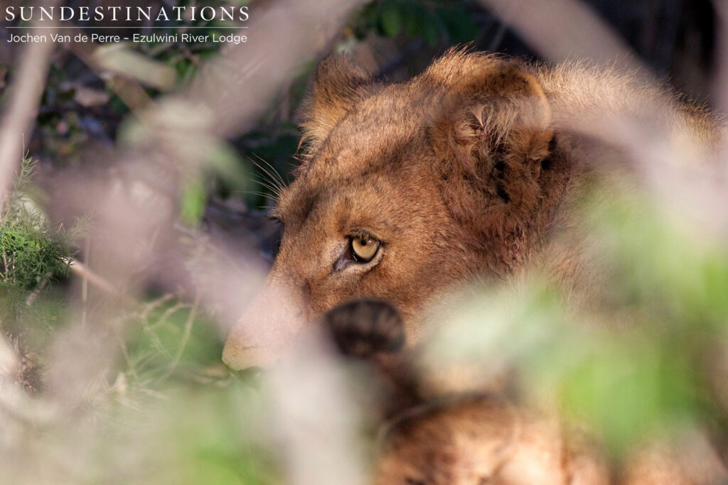 One of the young members of the Olifants West Pride directs his golden-eyed glare at a rustle in the bushes One of the young members of the Olifants West Pride directs his golden-eyed glare at a rustle in the bushes