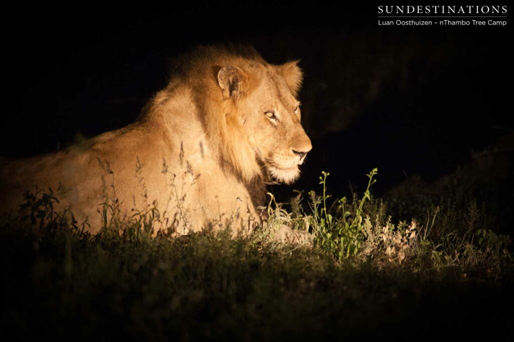 Nomadic male lion in the spotlight Nomadic male lion in the spotlight