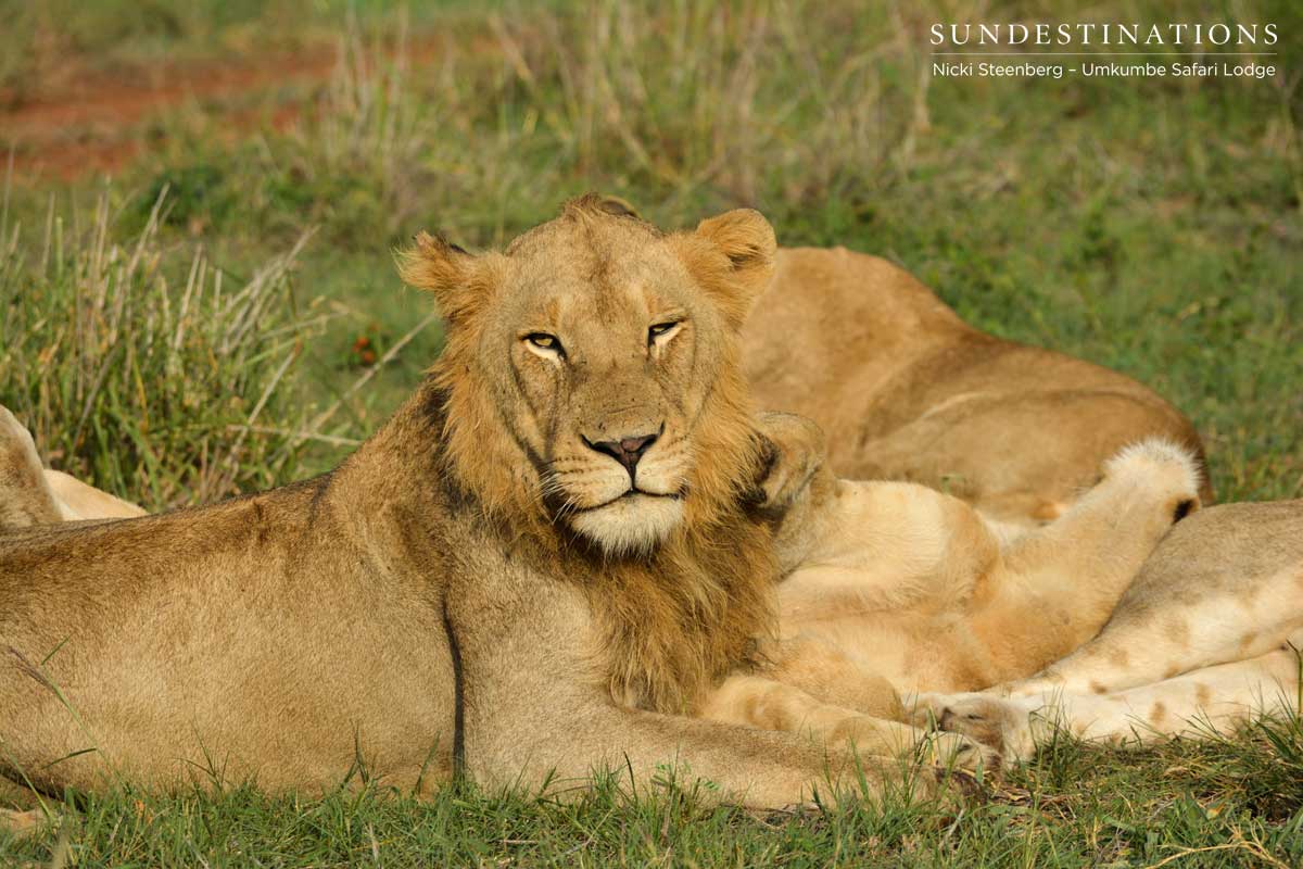 Mangeni Sub-adult Lions Mangeni Sub-adult Lions
