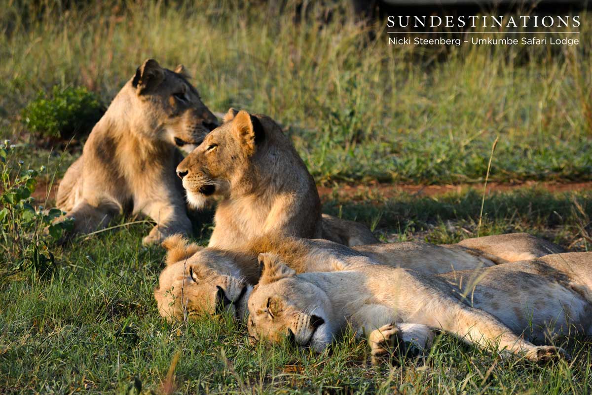 Mangeni Pride Lioness Mangeni Pride Lioness