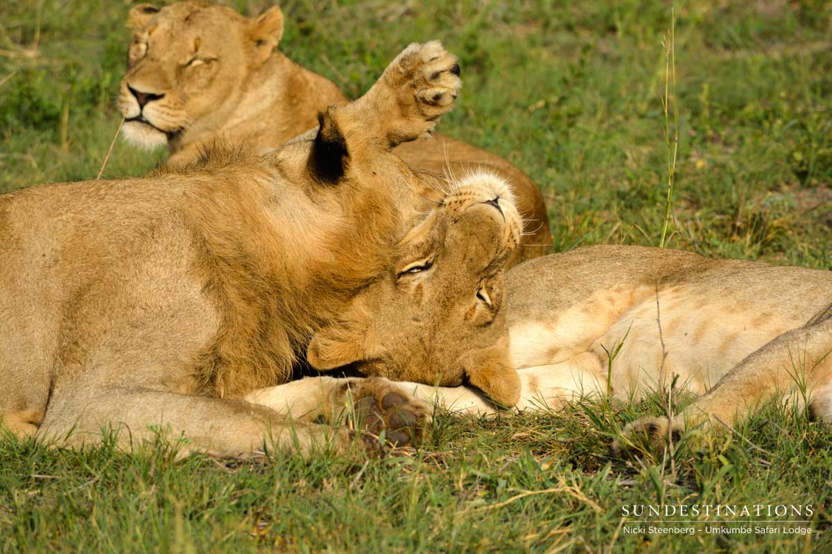 Mangeni Lions Mangeni Lions