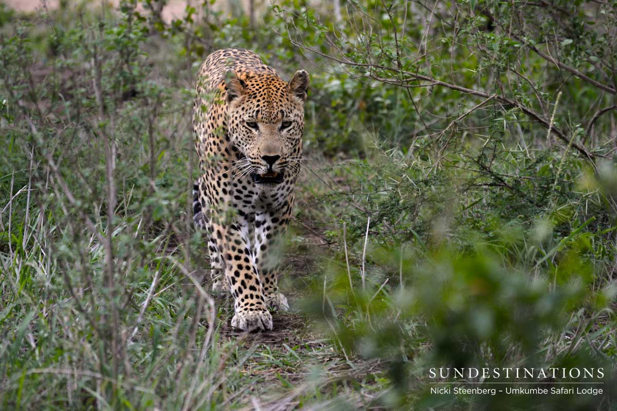 Mxabene Takes a Stroll Mxabene Takes a Stroll