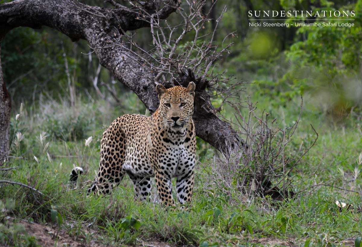 Mxabene Close to Vehicle Mxabene Close to Vehicle