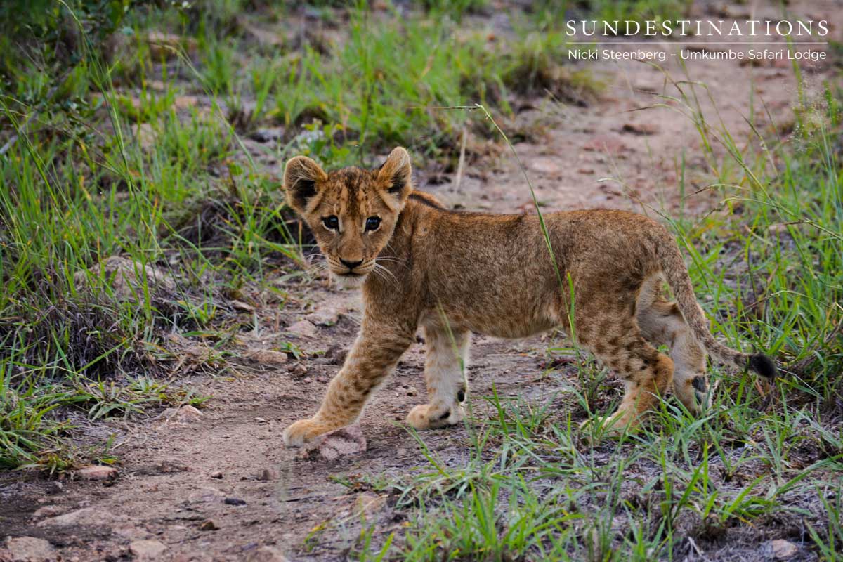 Southern Pride Lionesses Southern Pride Lionesses