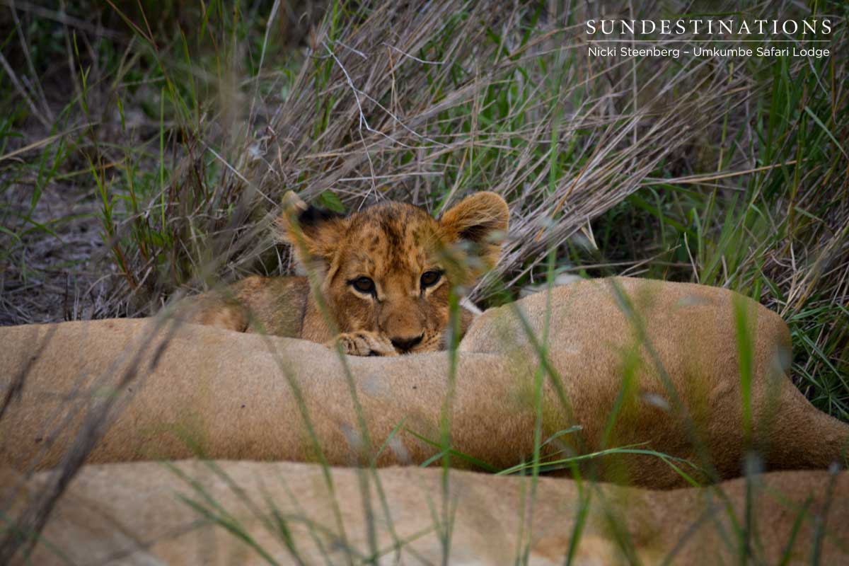 Southern Lionesses Southern Lionesses