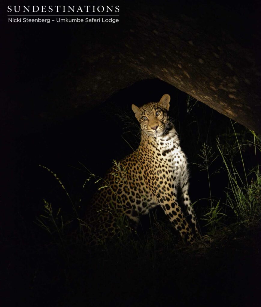 The gorgeous Tatowa - youthful female leopard seen regularly in our neighbourhood The gorgeous Tatowa - youthful female leopard seen regularly in our neighbourhood