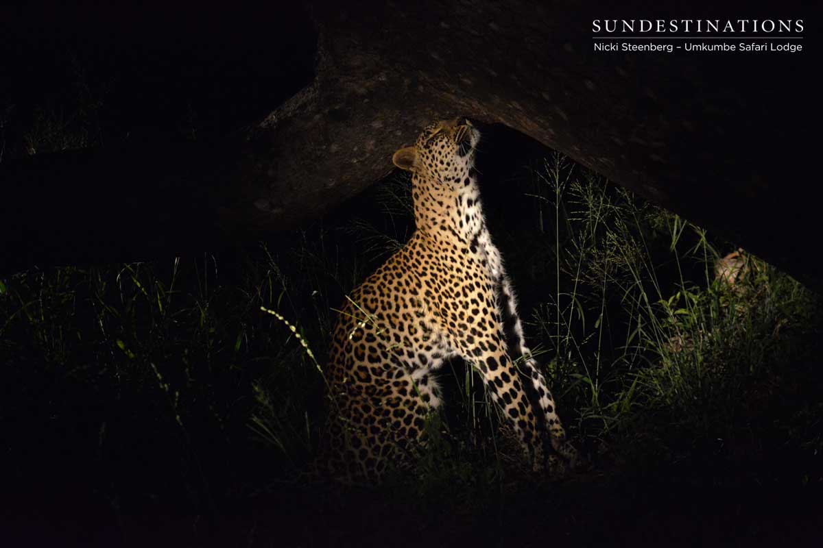 Tatowa Leopardess Tatowa Leopardess