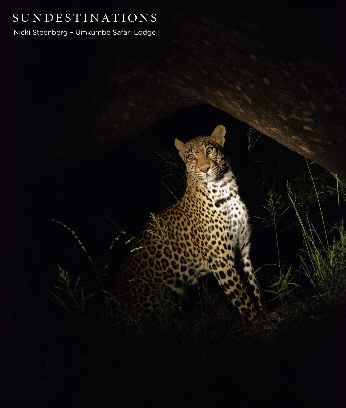 Sabi Sand Tatowa Sabi Sand Tatowa