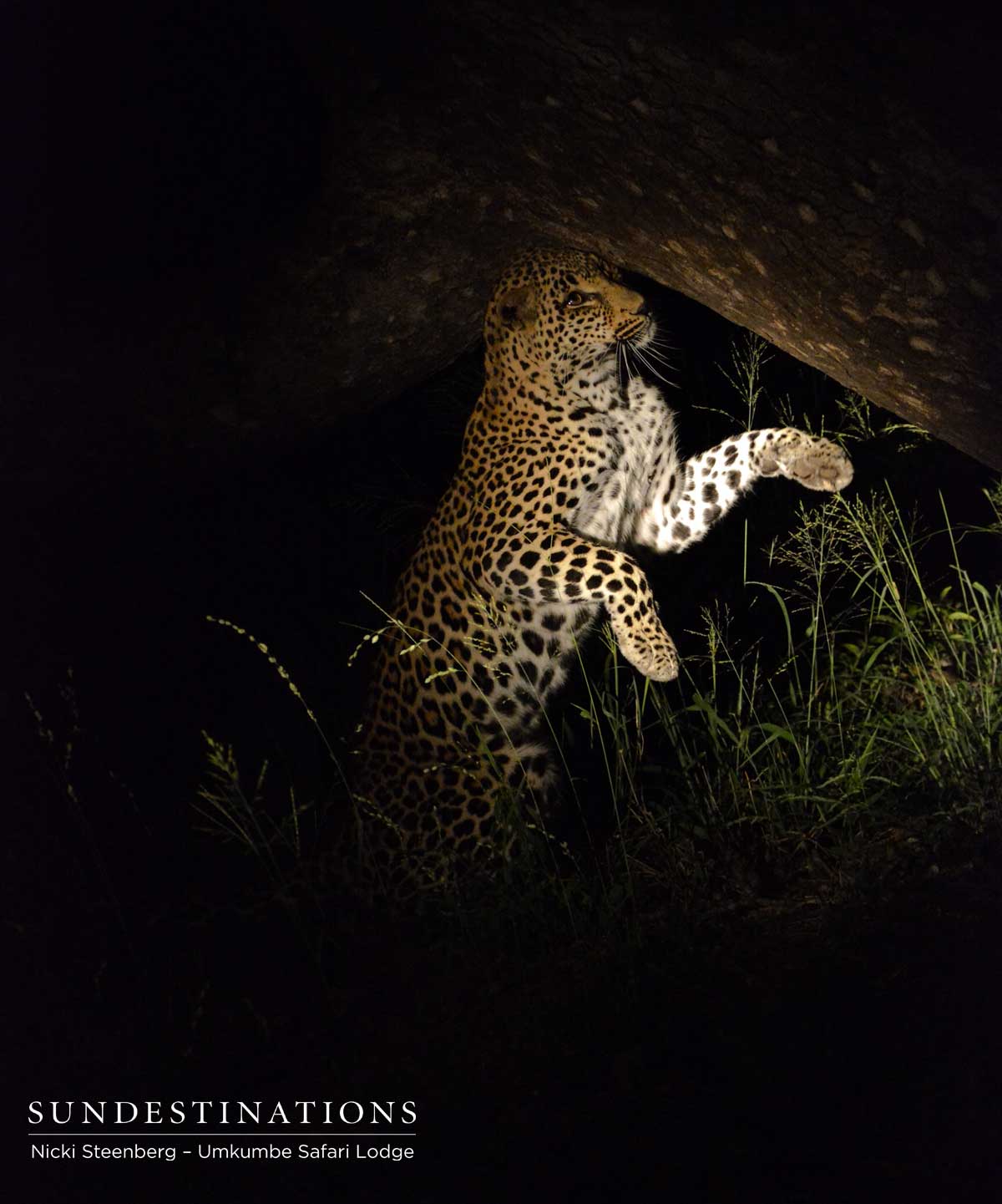 Tatowa Marking Tree Tatowa Marking Tree