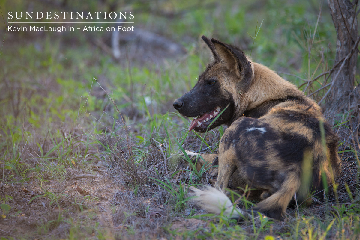 Wild Dog - Africa on Foot Wild Dog - Africa on Foot