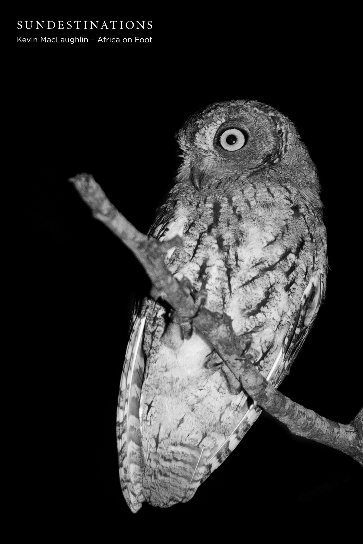 Scops Owl Africa on Foot Scops Owl Africa on Foot