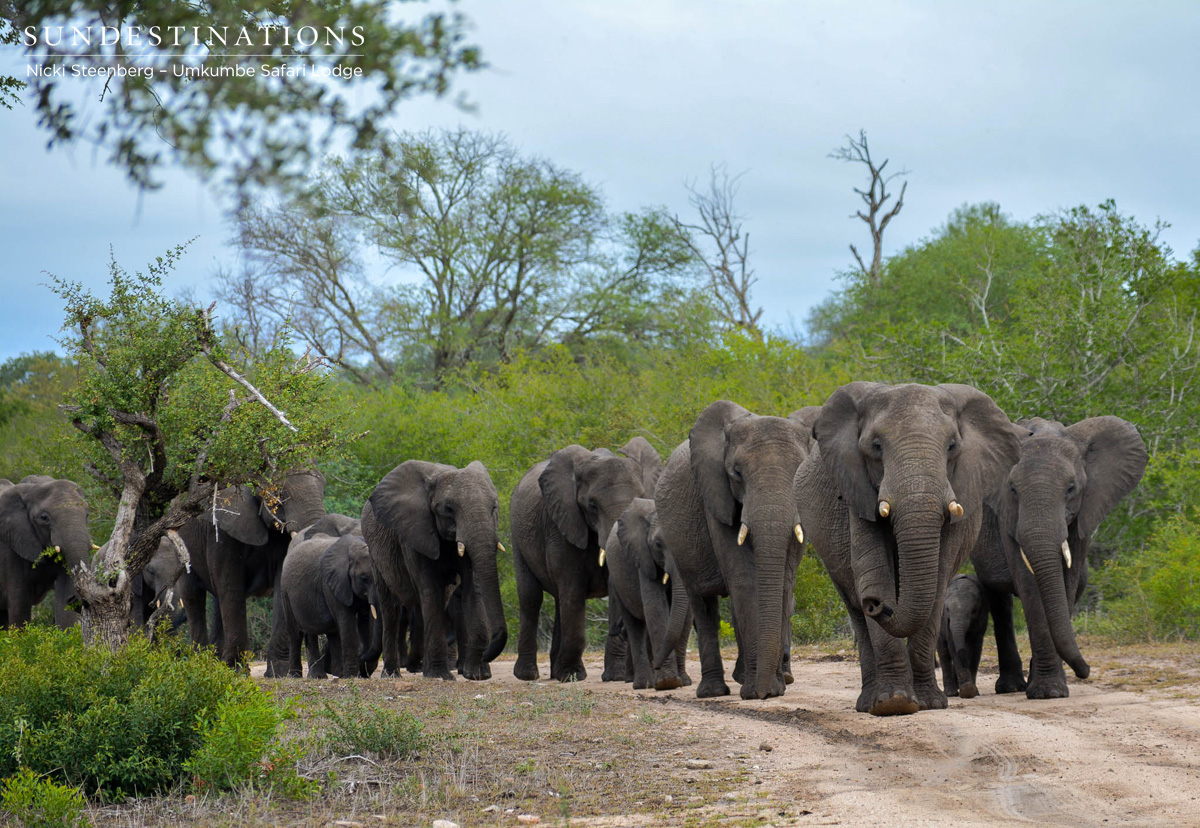 Elephant herds at Umkumbe Elephant herds at Umkumbe
