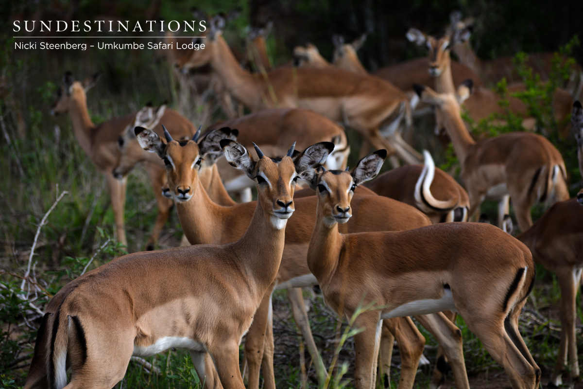 Impala Herd - Umkumbe Impala Herd - Umkumbe
