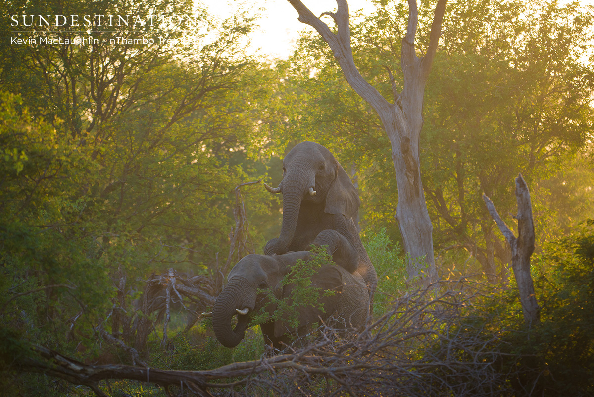 Elephants nThambo Elephants nThambo