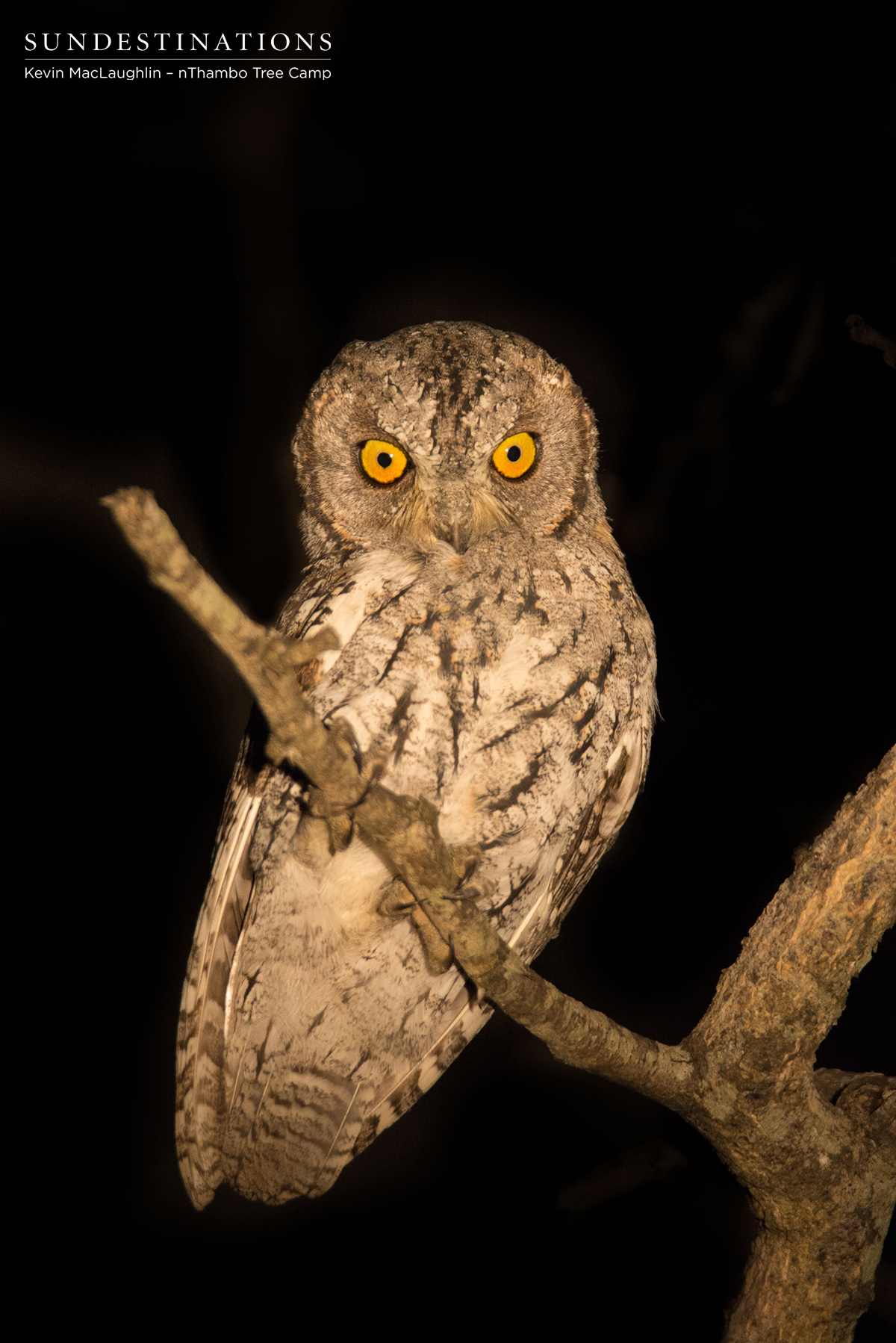 Scops Owl nThambo Scops Owl nThambo