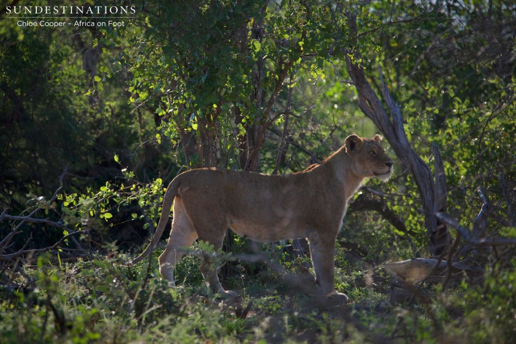 Deciding on the best approach Deciding on the best approach