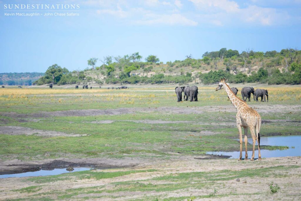 A gathering of some of earth's largest mammals at the Chobe River A gathering of some of earth's largest mammals at the Chobe River