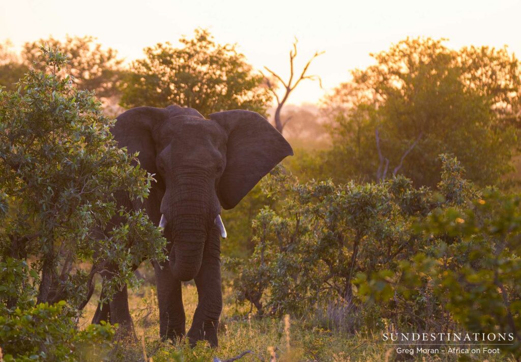 An elephant bull approaching from the peach-tinted setting sun An elephant bull approaching from the peach-tinted setting sun