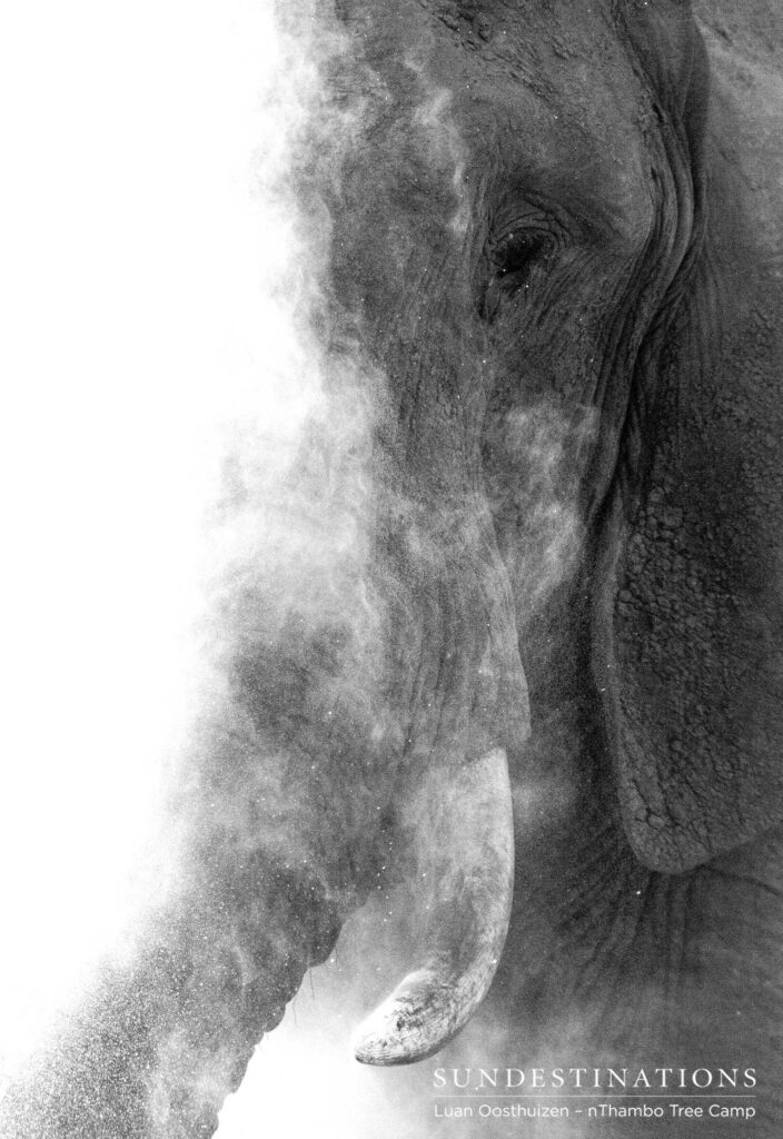 Up close with an elephant as she bathes herself in a cloud of dust exhaled from her trunk Up close with an elephant as she bathes herself in a cloud of dust exhaled from her trunk