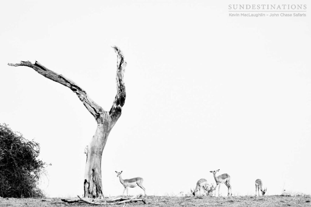 Grazing impala dwarfed by a deceased leadwood tree Grazing impala dwarfed by a deceased leadwood tree