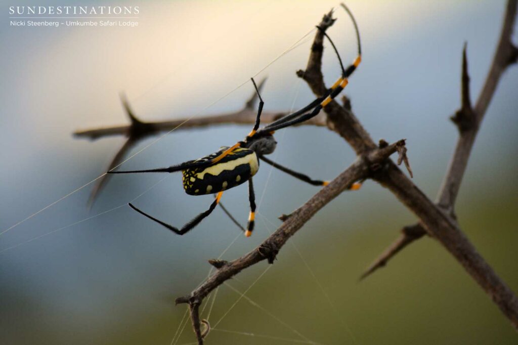 Signs of there having been rain is this beautiful golden orb-web spider, seen here clinging to its web Signs of there having been rain is this beautiful golden orb-web spider, seen here clinging to its web