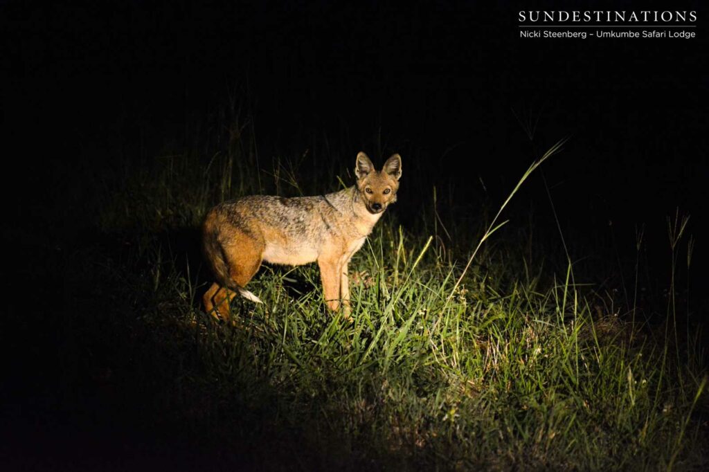 A side-striped jackal captured in the spotlight as it trots through the darkness looking for food to scavenge A side-striped jackal captured in the spotlight as it trots through the darkness looking for food to scavenge