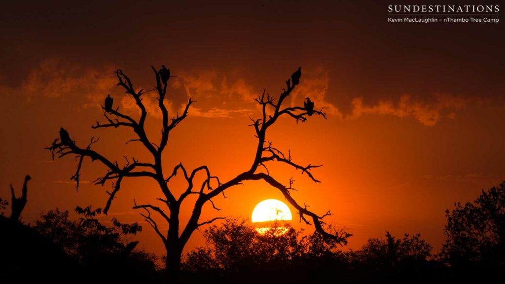 The sun sets on another day in the Klaserie, and the vultures are around to watch it go down The sun sets on another day in the Klaserie, and the vultures are around to watch it go down