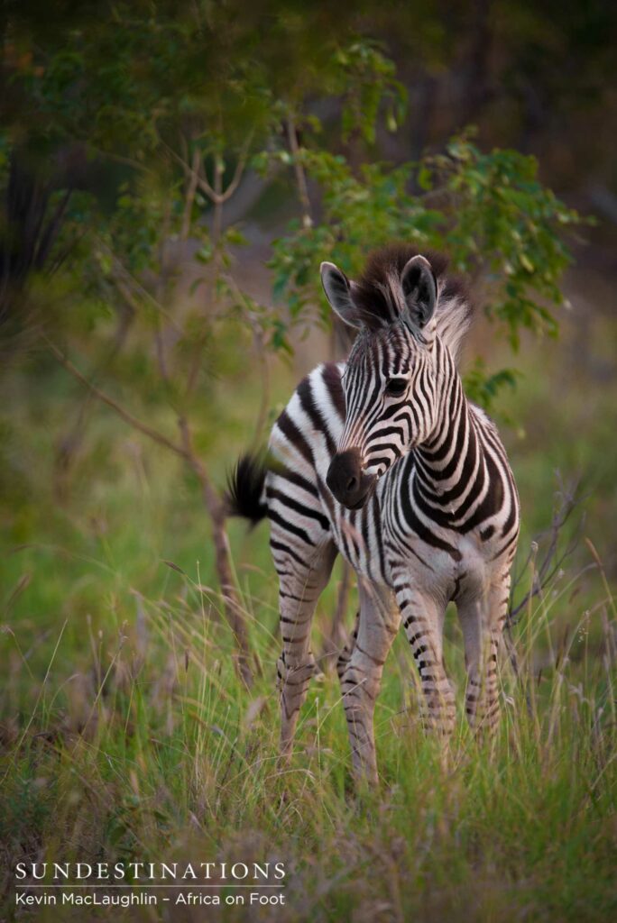A zebra foal changes direction to find its mother as it realises its vulnerability out in the open A zebra foal changes direction to find its mother as it realises its vulnerability out in the open
