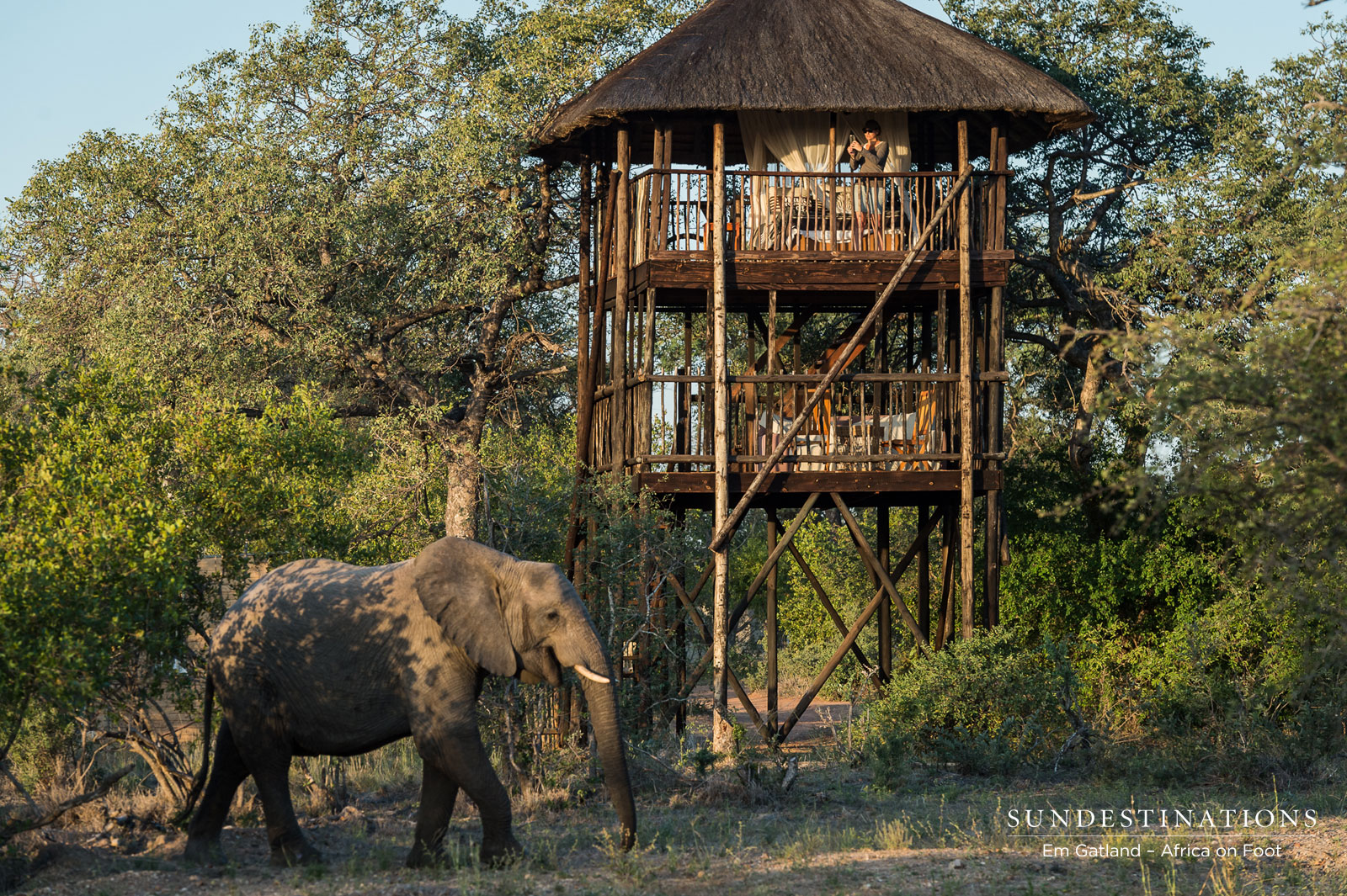 Elephant Outside Treehouse Elephant Outside Treehouse