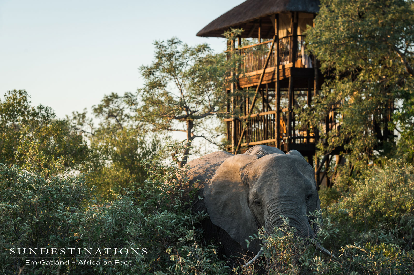 Bull Elephant Outside Treehouse Bull Elephant Outside Treehouse