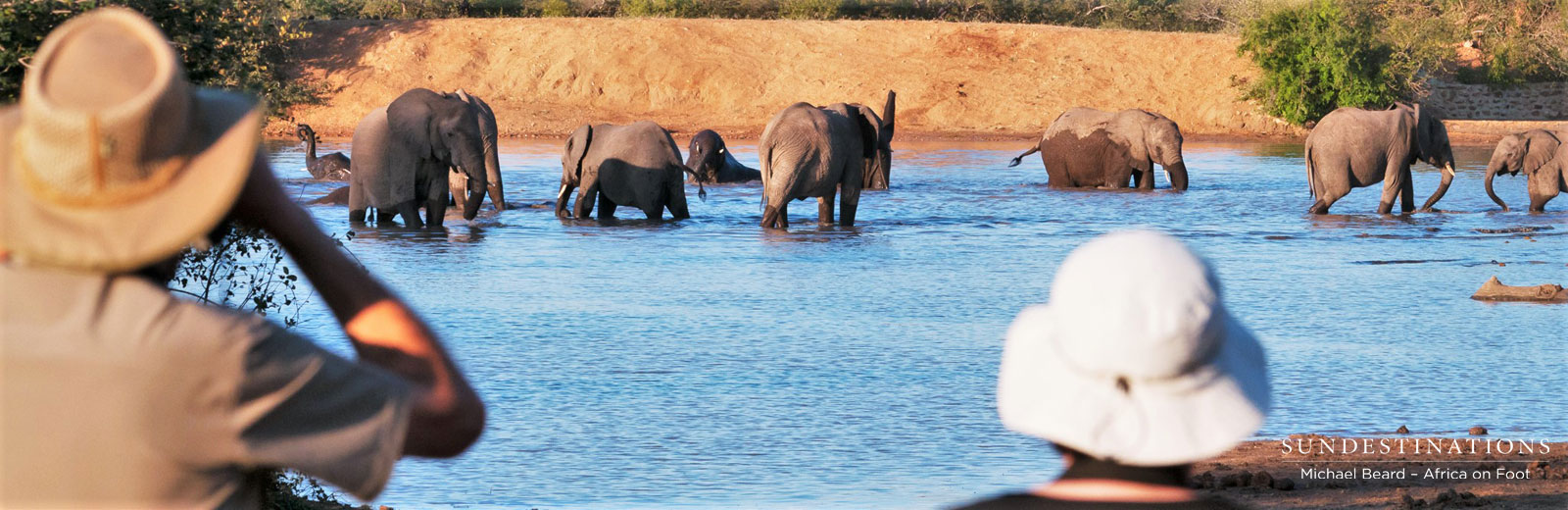 Elephants at Dam Elephants at Dam