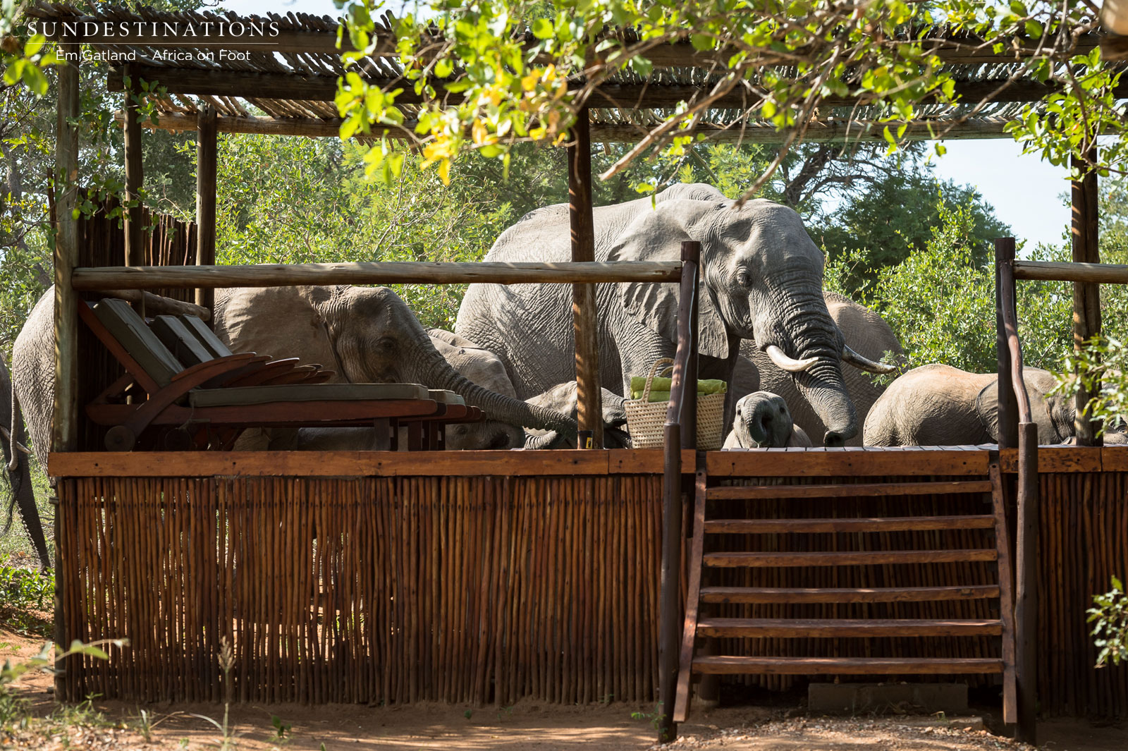 Africa on Foot Elephants at Pool Africa on Foot Elephants at Pool