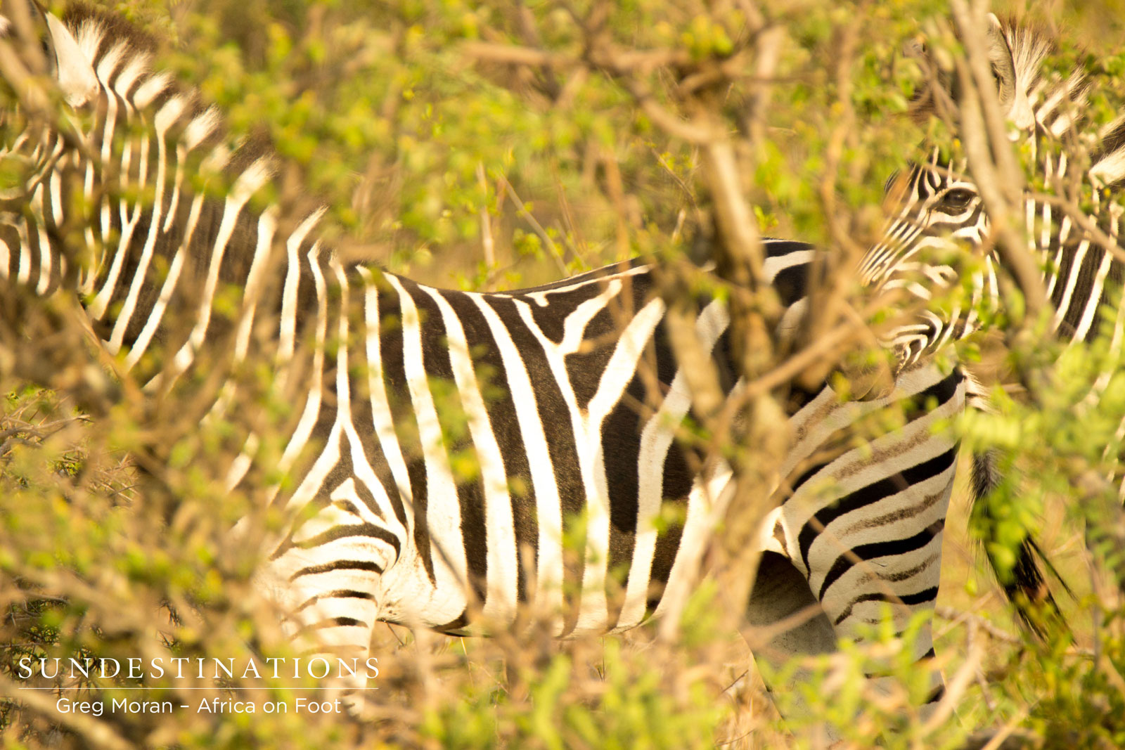 Dazzle of Zebra Dazzle of Zebra