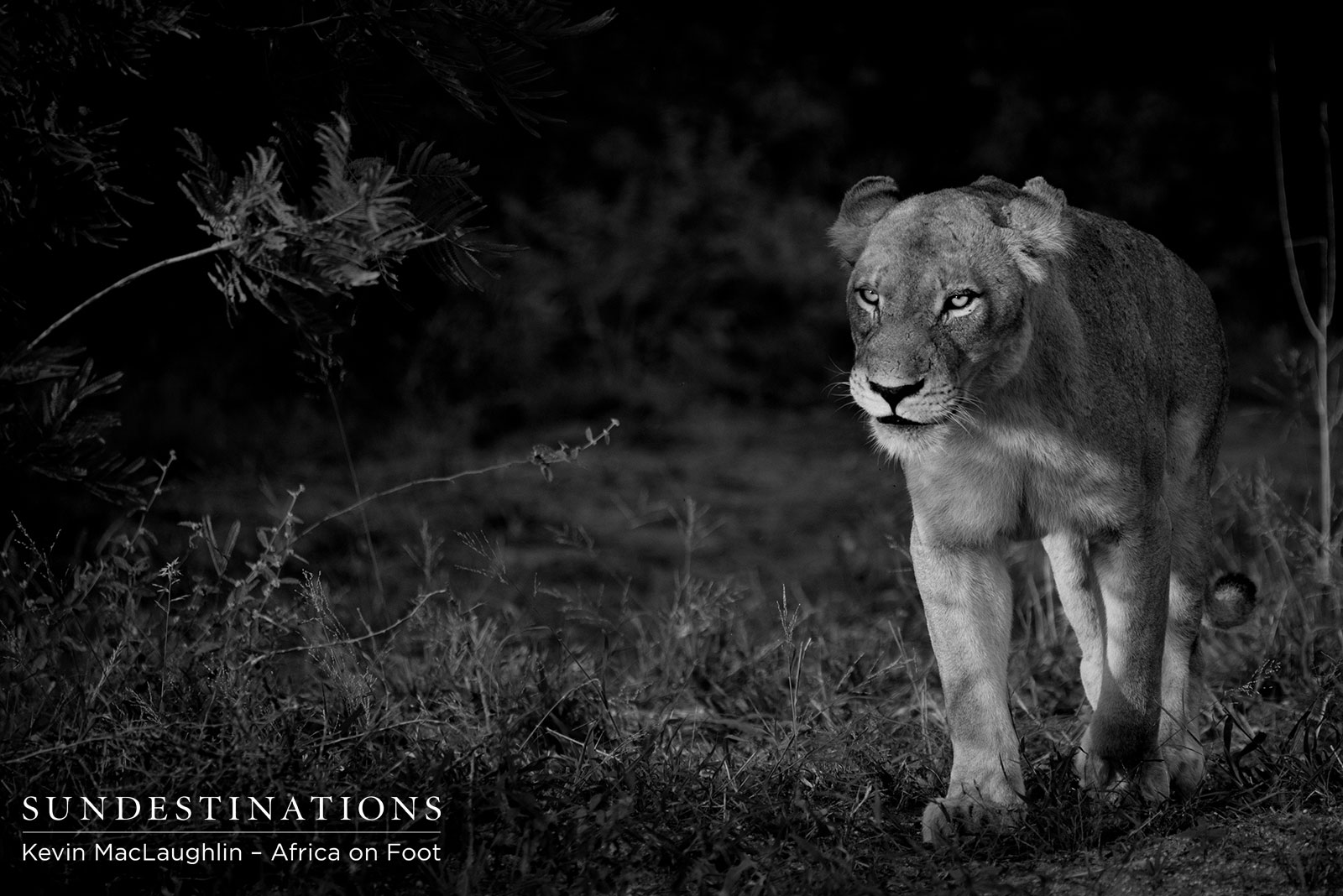 Ross Pride Lioness Ross Pride Lioness