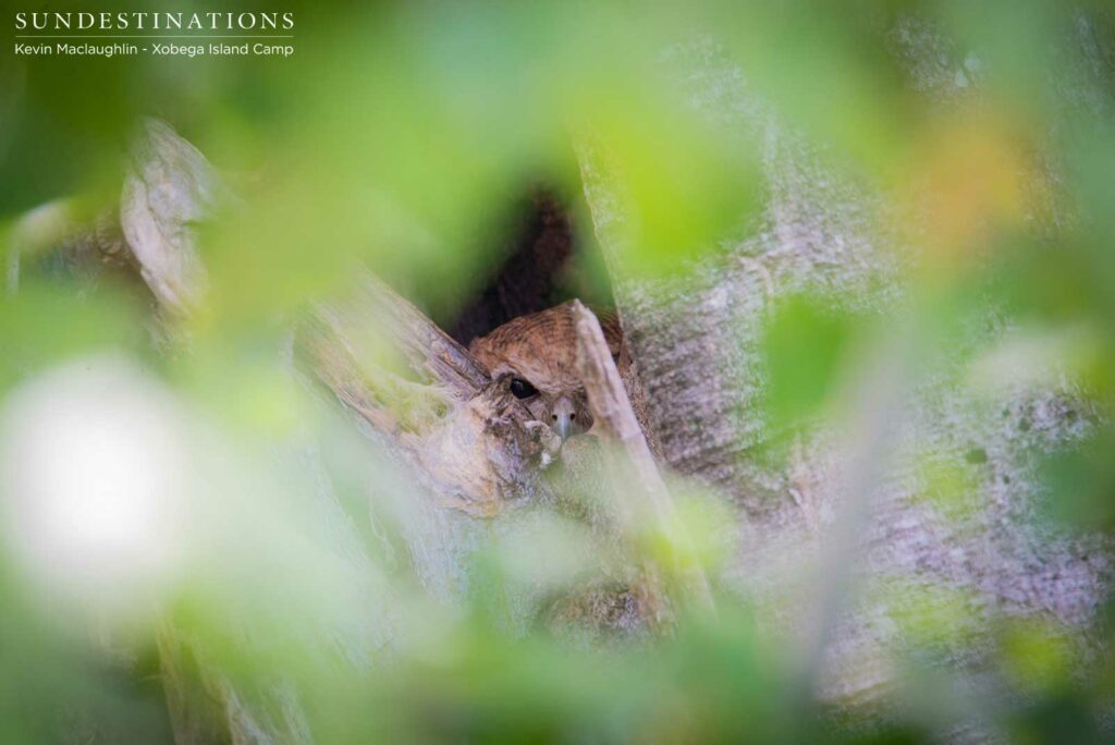 Pel's fishing owl peeking out of the nest Pel's fishing owl peeking out of the nest