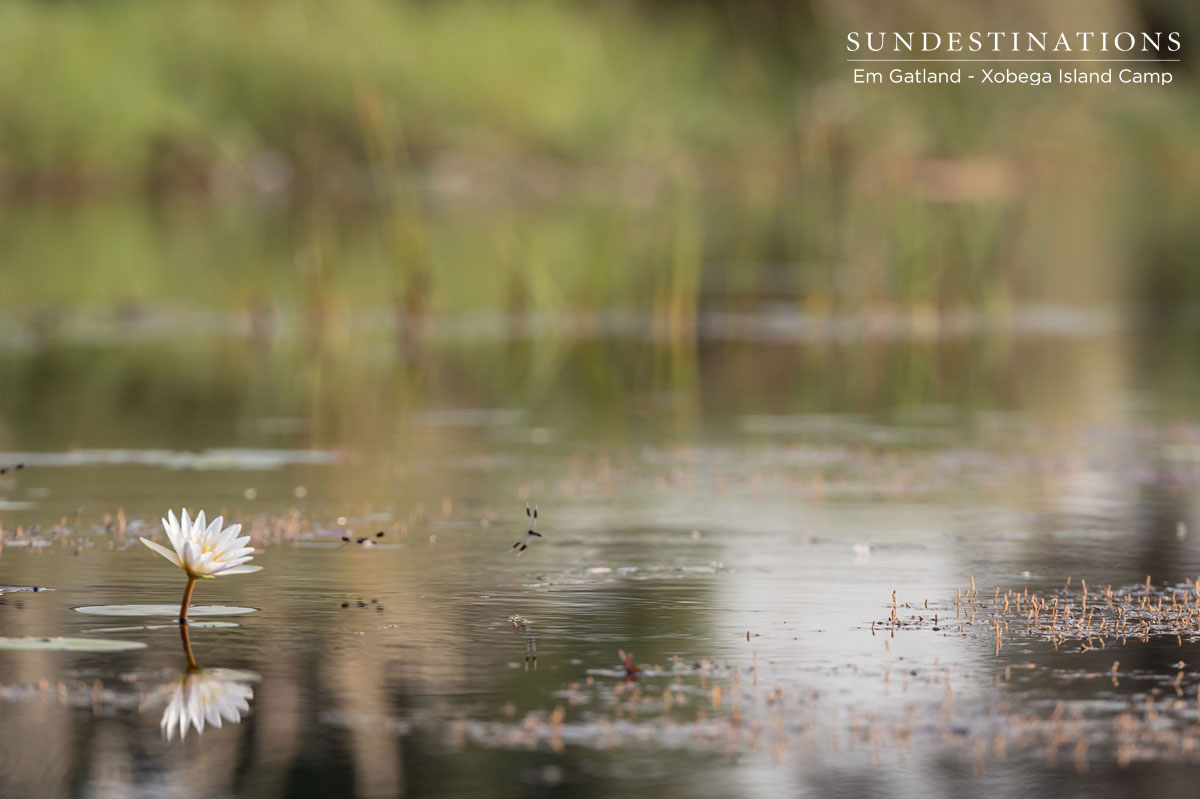 Water Lily in the Okavango Delta Water Lily in the Okavango Delta