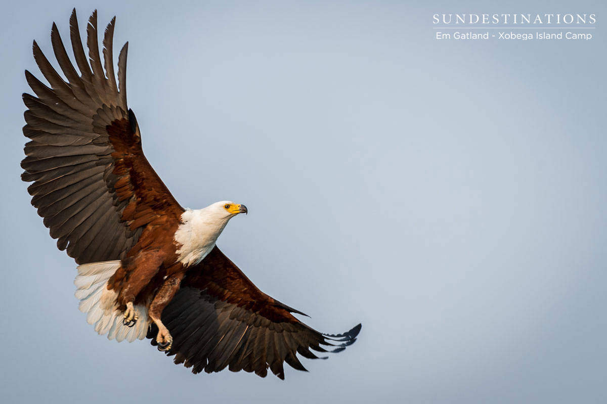 African Fish Eagle Delta African Fish Eagle Delta