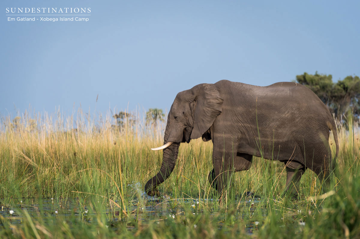 Elephant in the Okavango Delta Elephant in the Okavango Delta