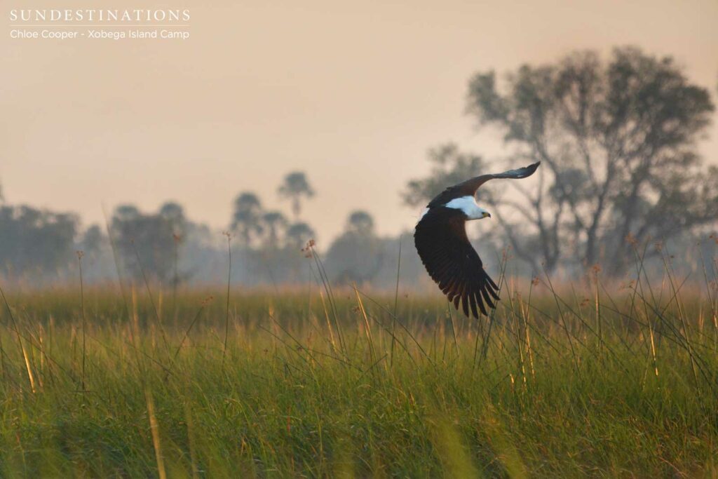 African fish eagle African fish eagle