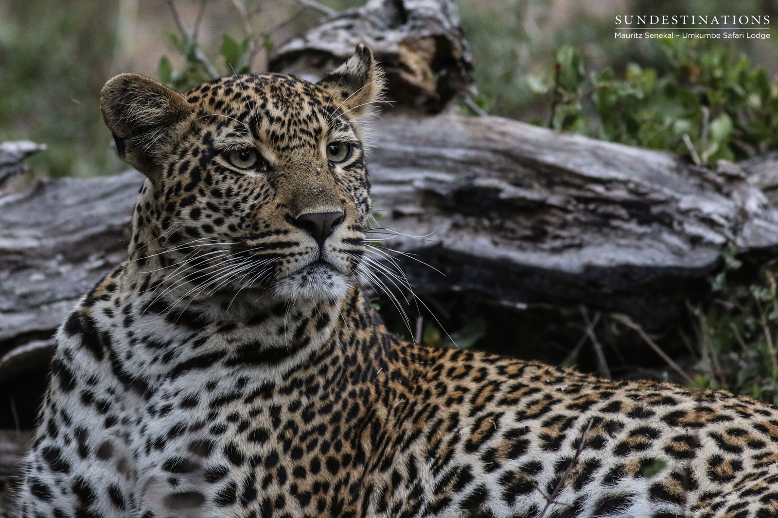 Hlarulini Sabi Sand Hlarulini Sabi Sand