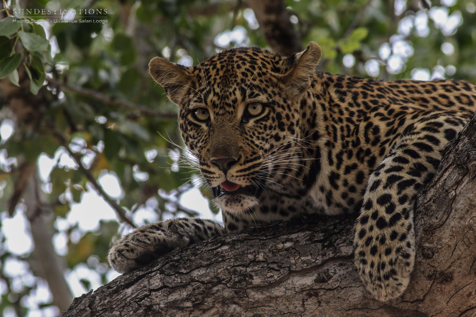 Hlarulini Umkumbe Hlarulini Umkumbe