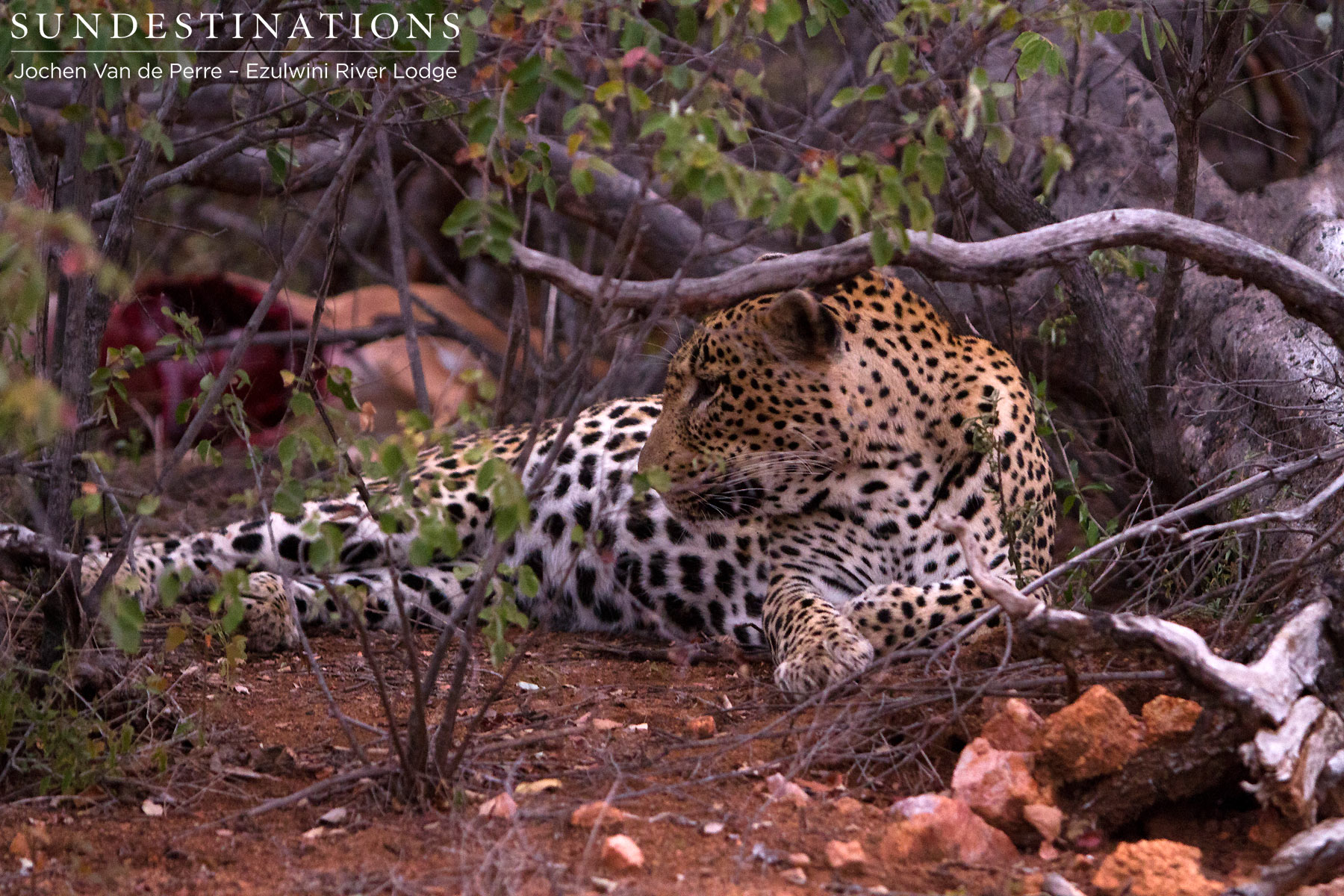 Chavaluthu on Kill Chavaluthu on Kill