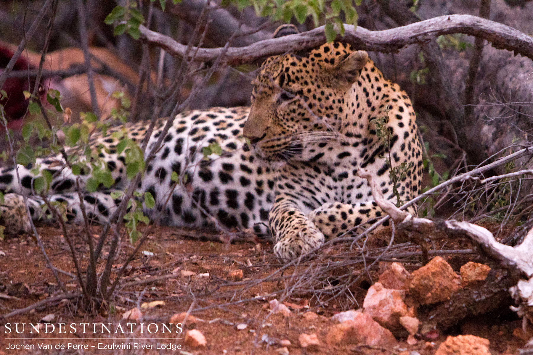 Balule Leopards Balule Leopards