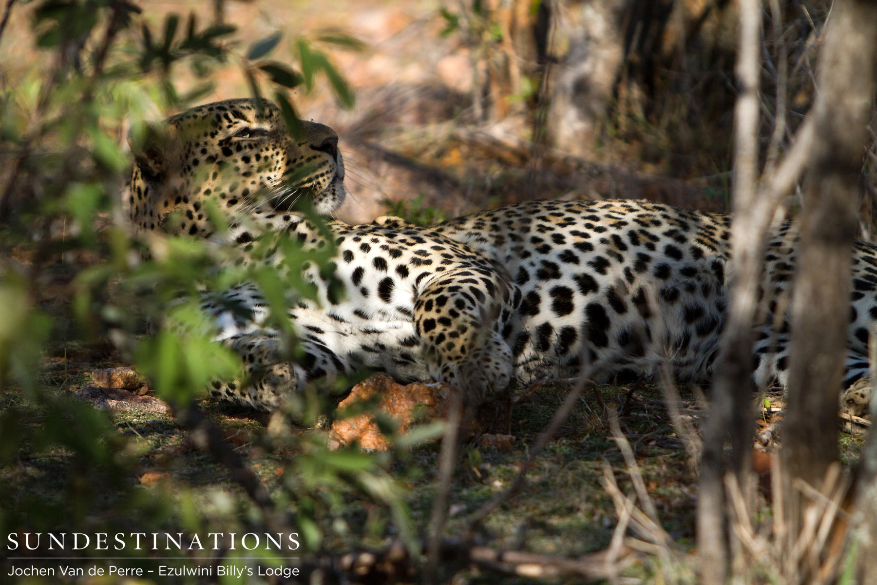 Balule Leopards Balule Leopards