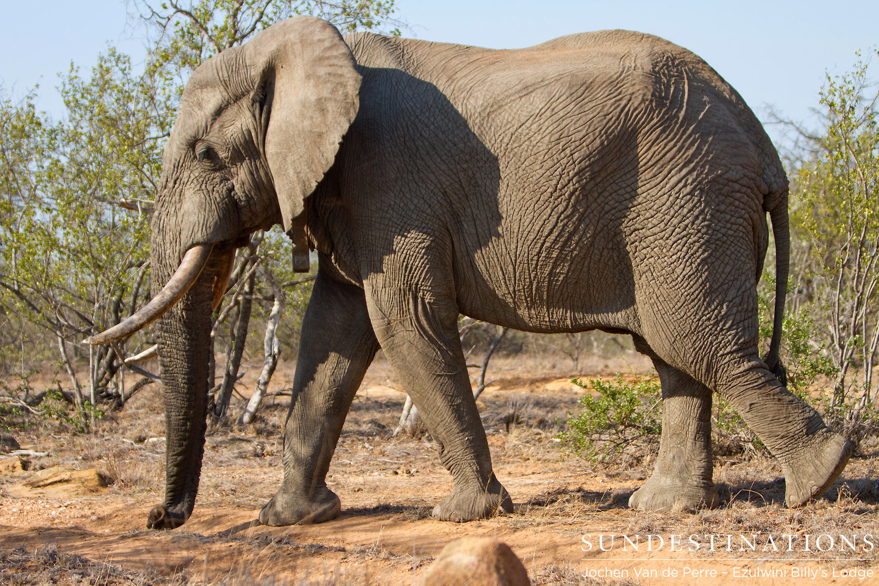 Shoshangaan Elephant Shoshangaan Elephant