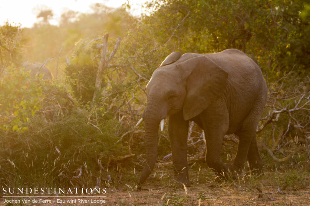 A herd of elephants moves through the bush and one catches the golden light of the afternoon A herd of elephants moves through the bush and one catches the golden light of the afternoon