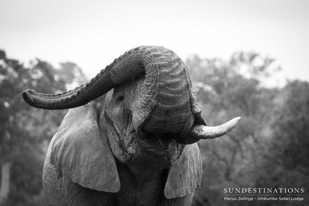A one-tusked elephant tosses his trunk over his head, expressing his joy mid-dust bath A one-tusked elephant tosses his trunk over his head, expressing his joy mid-dust bath