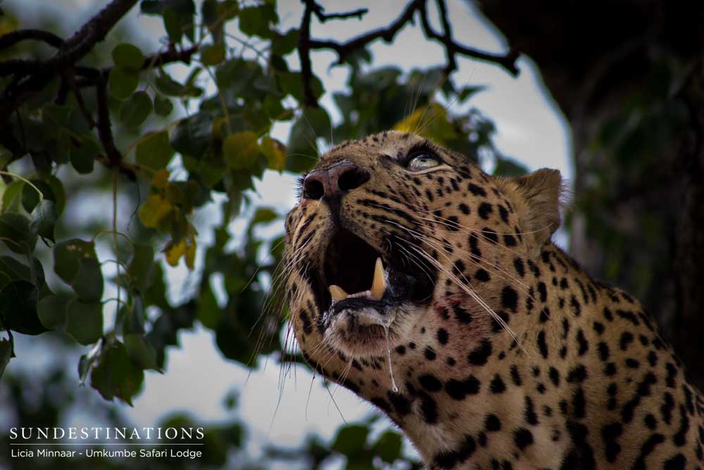 Inyathini captured from below as his salivating jaws show his intention as a predator in the Sabi Sand Inyathini captured from below as his salivating jaws show his intention as a predator in the Sabi Sand