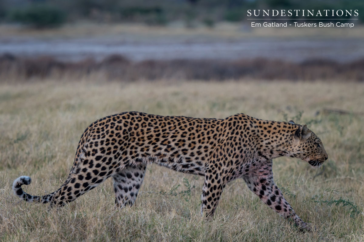 Leopard in Botswana Leopard in Botswana